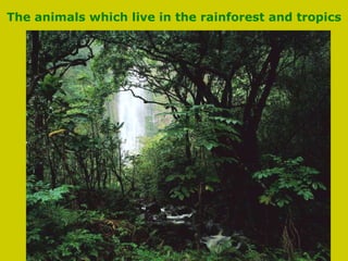 The animals which live in the rainforest and tropics 