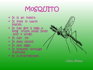 M0SQUITO It  is  an  insect. It  lives  in  warm  places. It  has  got  6  legs, a long  trunk, small  body  and  4  wings. It  can  fly. It  eats  blood. It  lays  eggs. It  breaths  through  tracheas. It  is invertebrate. Clara Alonso 