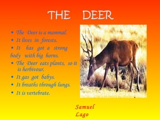 THE  DEER The  Deer is a mammal. It lives  in  forests. It  has  got  a  strong  body  with big  horns. The  Deer  eats plants,  so it  is herbivour.  It gas  got  babys. It breaths through lungs. It is vertebrate . Samuel Lago 