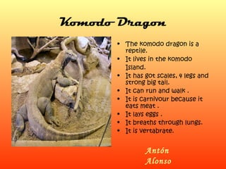 Komodo Dragon The komodo dragon is a reptile. It lives in the komodo  Island. It has got scales, 4 legs and strong big tail. It can run and walk . It is carnivour because it eats meat . It lays eggs .  It breaths through lungs.  It is vertabrate.  Antón Alonso 
