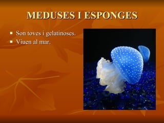 MEDUSES I ESPONGES Son toves i gelatinoses. Viuen al mar. 