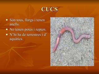 CUCS Són tous, llargs i tenen anells. No tenen potes i repten. N’hi ha de terrestres i d’ aquàtics. 