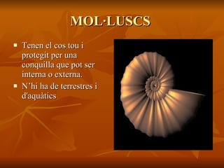 MOL·LUSCS  Tenen el cos tou i protegit per una conquilla que pot ser interna o externa. N’hi ha de terrestres i d'aquàtics  