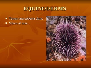 EQUINODERMS  Tenen una coberta dura. Viuen al mar. 
