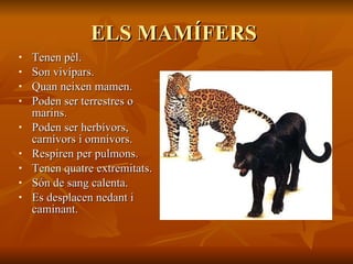 ELS MAMÍFERS  Tenen pèl. Son vivípars.  Quan neixen mamen. Poden ser terrestres o marins. Poden ser herbívors, carnívors i omnívors. Respiren per pulmons. Tenen quatre extremitats. Són de sang calenta. Es desplacen nedant i caminant. 