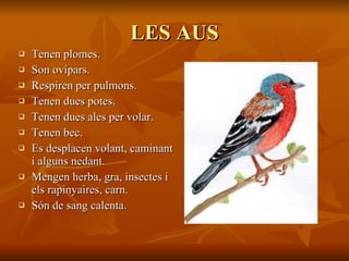 LES AUS Tenen plomes. Son ovípars. Respiren per pulmons. Tenen dues potes.  Tenen dues ales per volar. Tenen bec. Es desplacen volant, caminant i alguns nedant. Mengen herba, gra, insectes i els rapinyaires, carn. Són de sang calenta. 