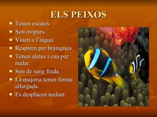 ELS PEIXOS Tenen escates. Son ovípars. Viuen a l’aigua. Respiren per brànquies. Tenen aletes i cua per nedar. Són de sang freda. La majoria tenen forma allargada. Es desplacen nedant.  