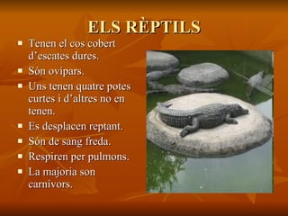 ELS RÈPTILS Tenen el cos cobert d’escates dures. Són ovípars. Uns tenen quatre potes curtes i d’altres no en tenen. Es desplacen reptant. Són de sang freda. Respiren per pulmons. La majoria son carnívors. 