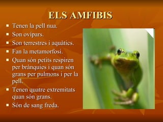 ELS AMFIBIS  Tenen la pell nua.  Son ovípars. Son terrestres i aquàtics. Fan la metamorfosi. Quan són petits respiren per brànquies i quan són grans per pulmons i per la pell. Tenen quatre extremitats quan són grans. Són de sang freda. 