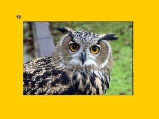 18 