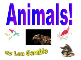 Animals! By Lea Gamble 
