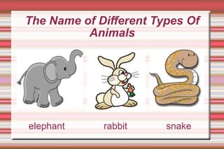 elephant  rabbit  snake The Name of Different Types Of Animals 