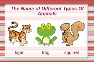 tiger  frog  squirrel The Name of Different Types Of Animals 