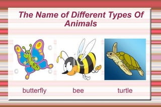 butterfly  bee  turtle The Name of Different Types Of Animals 