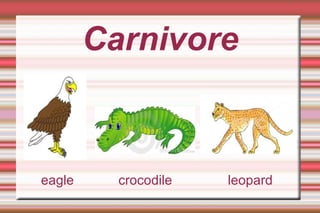Carnivore eagle  crocodile  leopard 