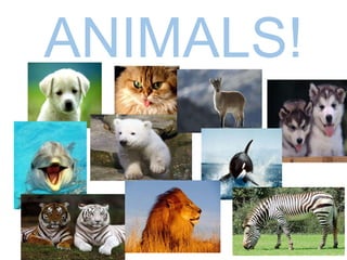 ANIMALS! 
