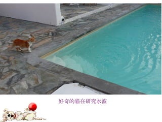 好奇的貓在研究水波 