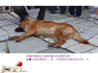 希臘的動物也具備希臘式的閑散性格。 人山人海的衛城上，狗ㄦ大剌剌的平躺在眾人的腳下。 