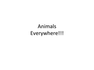 Animals Everywhere!!! 