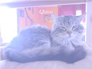 Quisu 