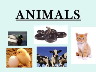 ANIMALS 
