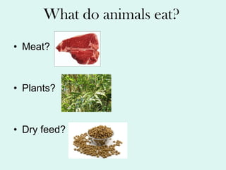 What do animals eat? Meat? Plants? Dry feed? 