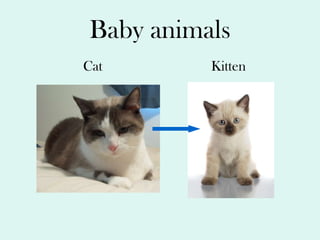 Baby animals Cat Kitten 