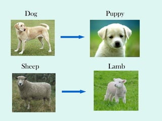 Dog Puppy Sheep Lamb 