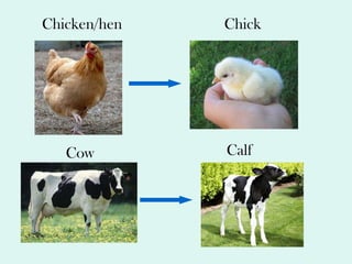   Chicken/hen Chick Cow Calf 