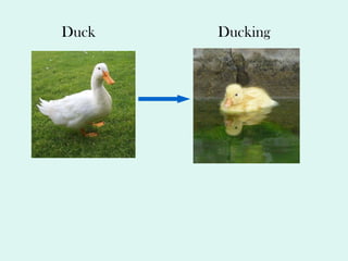 Duck     Ducking 
