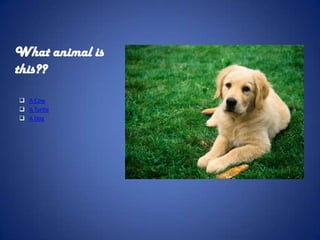 What animal is
this??

 A Cow
 A Turtle
 A Dog
 