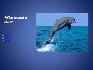 What animal is
  this??


 A Dolphin
 A Giraffe
 A turtle
 
