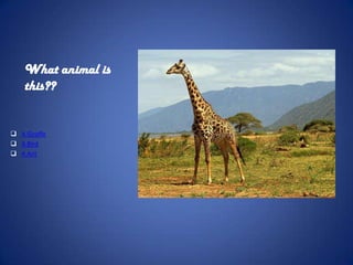 What animal is
    this??


 A Giraffe
 A Bird
 A Ant
 