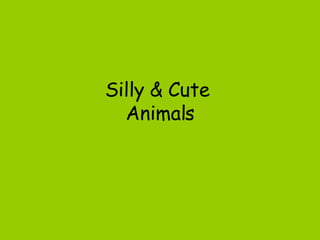 Silly & Cute  Animals 