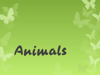 Animals
 