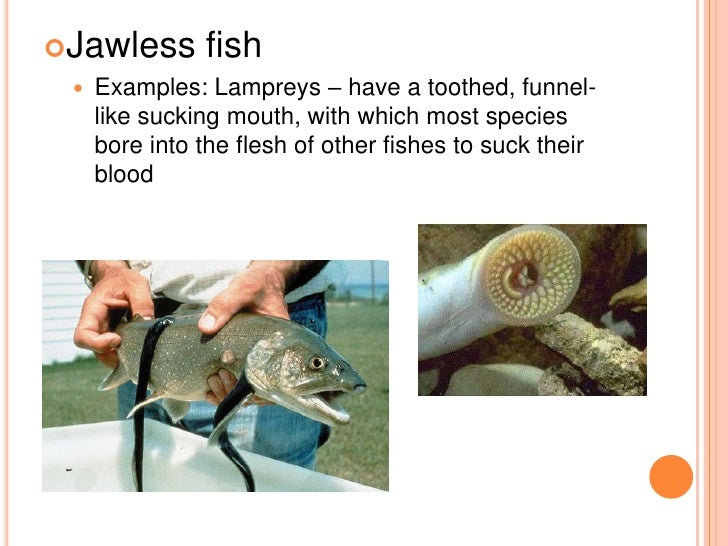 What are examples of jawless fish?