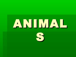 ANIMAL
   S
 