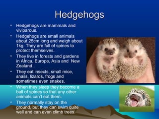Hedgehogs
•   Hedgehogs are mammals and
    viviparous.
•   Hedgehogs are small animals
    about 25cm long and weigh about
    1kg. They are full of spines to
    protect themselves.
•   They live in forests and gardens
    in Africa, Europe, Asia and New
    Zealand .
•   They eat insects, small mice,
    snails, lizards, frogs and
    sometimes even snakes.
•   When they sleep they become a
    ball of spines so that any other
    animals can’t eat them.
•   They normally stay on the
    ground, but they can swim quite
    well and can even climb trees.
 