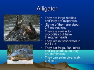 Alligator
  • They are large reptiles
    and they are oviparous.
  • Some of them are about
    2.7 metres long.
  • They are similar to
    crocodiles but have
    triangular heads.
  • They live in fresh water in
    the USA.
  • They eat frogs, fish, birds
    and big animals, so they
    are carnivores.
  • They can swim dive, walk
    and run.
 