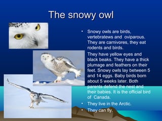 The snowy owl
      •   Snowy owls are birds,
          vertebratews and oviparous.
          They are carnivores, they eat
          rodents and birds.
      •   They have yellow eyes and
          black beaks. They have a thick
          plumage and feathers on their
          feet. Snowy owls lay between 5
          and 14 eggs. Baby birds born
          about 5 weeks later. Both
          parents defend the nest and
          their babies. It is the official bird
          of Canada.
      •   They live in the Arctic.
      •   They can fly.
 