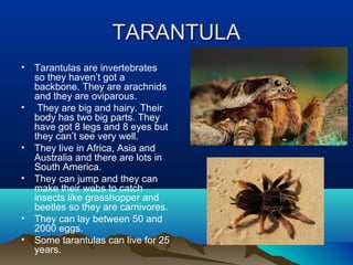 TARANTULA
•   Tarantulas are invertebrates
    so they haven’t got a
    backbone. They are arachnids
    and they are oviparous.
•    They are big and hairy. Their
    body has two big parts. They
    have got 8 legs and 8 eyes but
    they can’t see very well.
•   They live in Africa, Asia and
    Australia and there are lots in
    South America.
•   They can jump and they can
    make their webs to catch
    insects like grasshopper and
    beetles so they are carnivores.
•   They can lay between 50 and
    2000 eggs.
•   Some tarantulas can live for 25
    years.
 