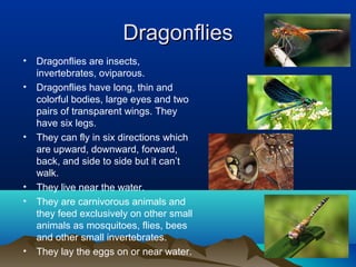 Dragonflies
• Dragonflies are insects,
  invertebrates, oviparous.
• Dragonflies have long, thin and
  colorful bodies, large eyes and two
  pairs of transparent wings. They
  have six legs.
• They can fly in six directions which
  are upward, downward, forward,
  back, and side to side but it can’t
  walk.
• They live near the water.
• They are carnivorous animals and
  they feed exclusively on other small
  animals as mosquitoes, flies, bees
  and other small invertebrates.
• They lay the eggs on or near water.
 