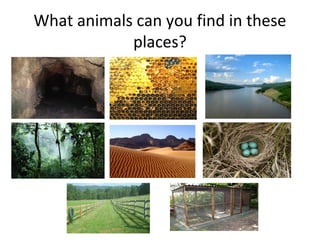 What animals can you find in these
places?
 