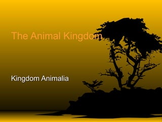 The Animal Kingdom
Kingdom AnimaliaKingdom Animalia
 