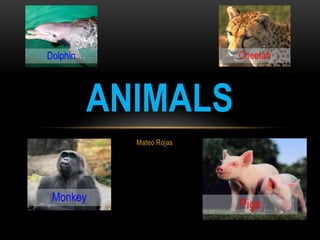 Mateo Rojas
ANIMALS
CheetahDolphin
Monkey
Pigs
 