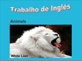 Animals
White Lion
 