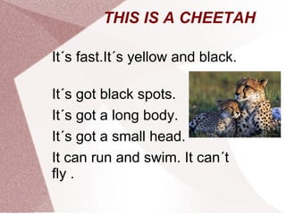 THIS IS A CHEETAH
It´s fast.It´s yellow and black.
It´s got black spots.
It´s got a long body.
It´s got a small head.
It can run and swim. It can´t
fly .
 