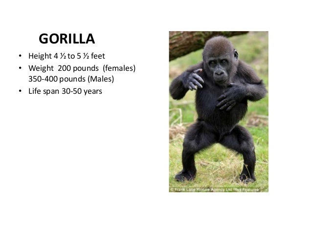 mountain gorilla height mountain gorilla height