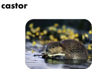 castor
 