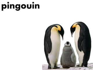 pingouin
 